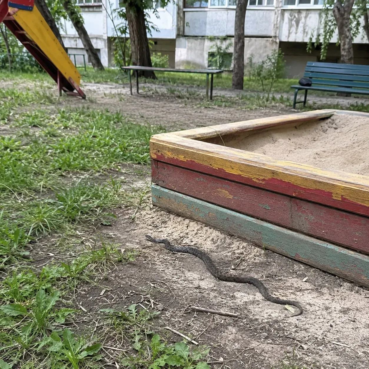 🐍 В Липецке рядом с детской площадкой заметили гадюку.  Поздно вечером 19 мая жители дома №19 по ули