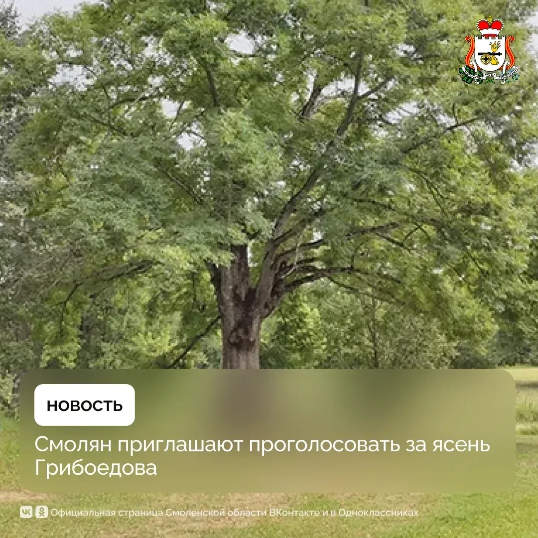 🌳 Смоляне могут проголосовать за ясень Грибоедова  🟢 Смоленская область участвует во Всероссийском к