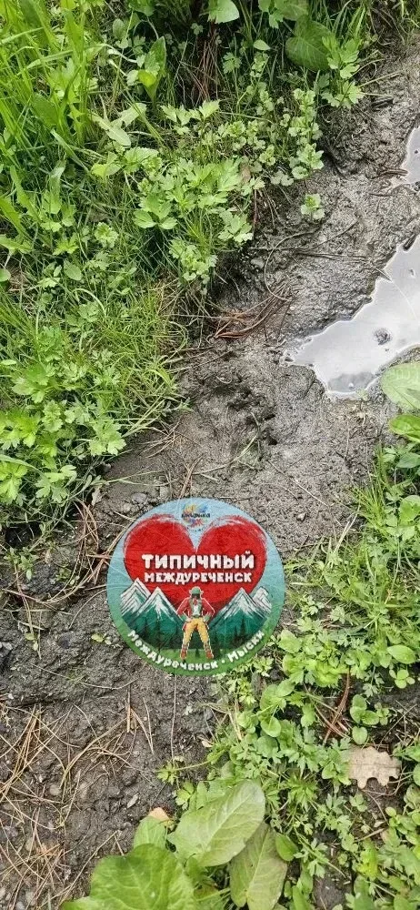 Похоже, в Междуреченске медведи решили освоить дачный сезон  Семейство было замечено на территории С
