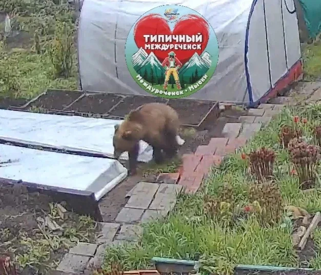 На территории СНТ, расположенных в районе ДО "Романтика" замечен медведь!😱  📩 Предложить новость 👉 В