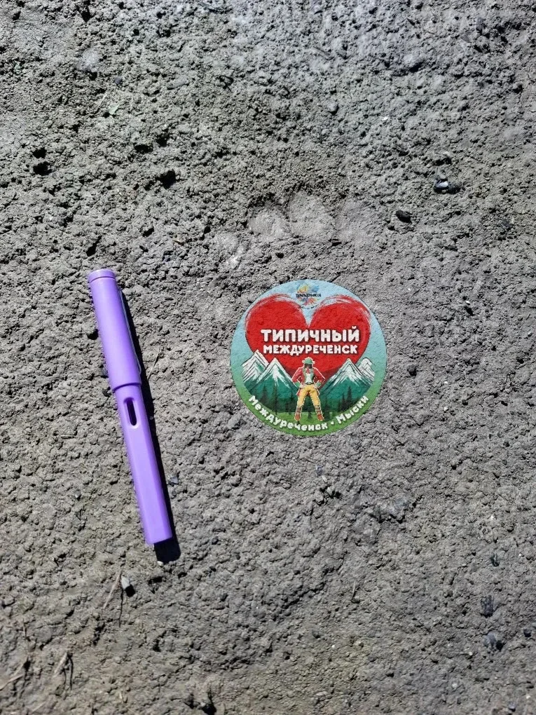 На территории СНТ, расположенных в районе ДО "Романтика" замечен медведь!😱  📩 Предложить новость 👉 В