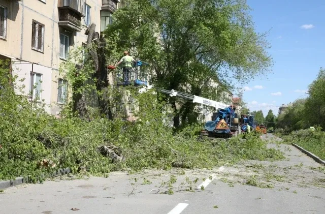 🌳 На улице Лермонтова аварийные деревья признали опасными  В Магнитогорске на улице Лермонтова стары