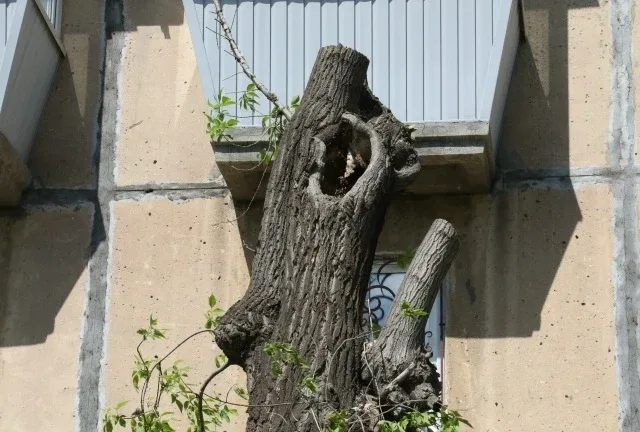 🌳 На улице Лермонтова аварийные деревья признали опасными  В Магнитогорске на улице Лермонтова стары