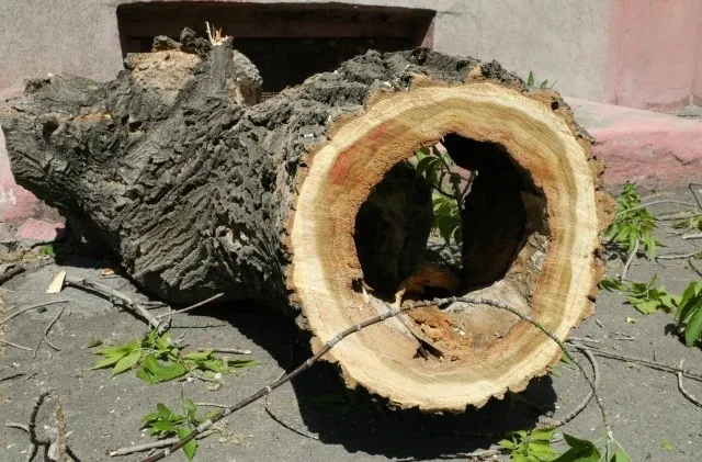 🌳 На улице Лермонтова аварийные деревья признали опасными  В Магнитогорске на улице Лермонтова стары