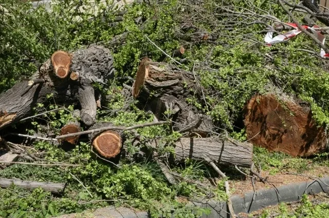 🌳 На улице Лермонтова аварийные деревья признали опасными  В Магнитогорске на улице Лермонтова стары