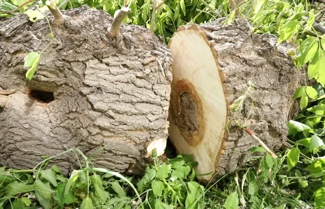 🌳 На улице Лермонтова аварийные деревья признали опасными  В Магнитогорске на улице Лермонтова стары