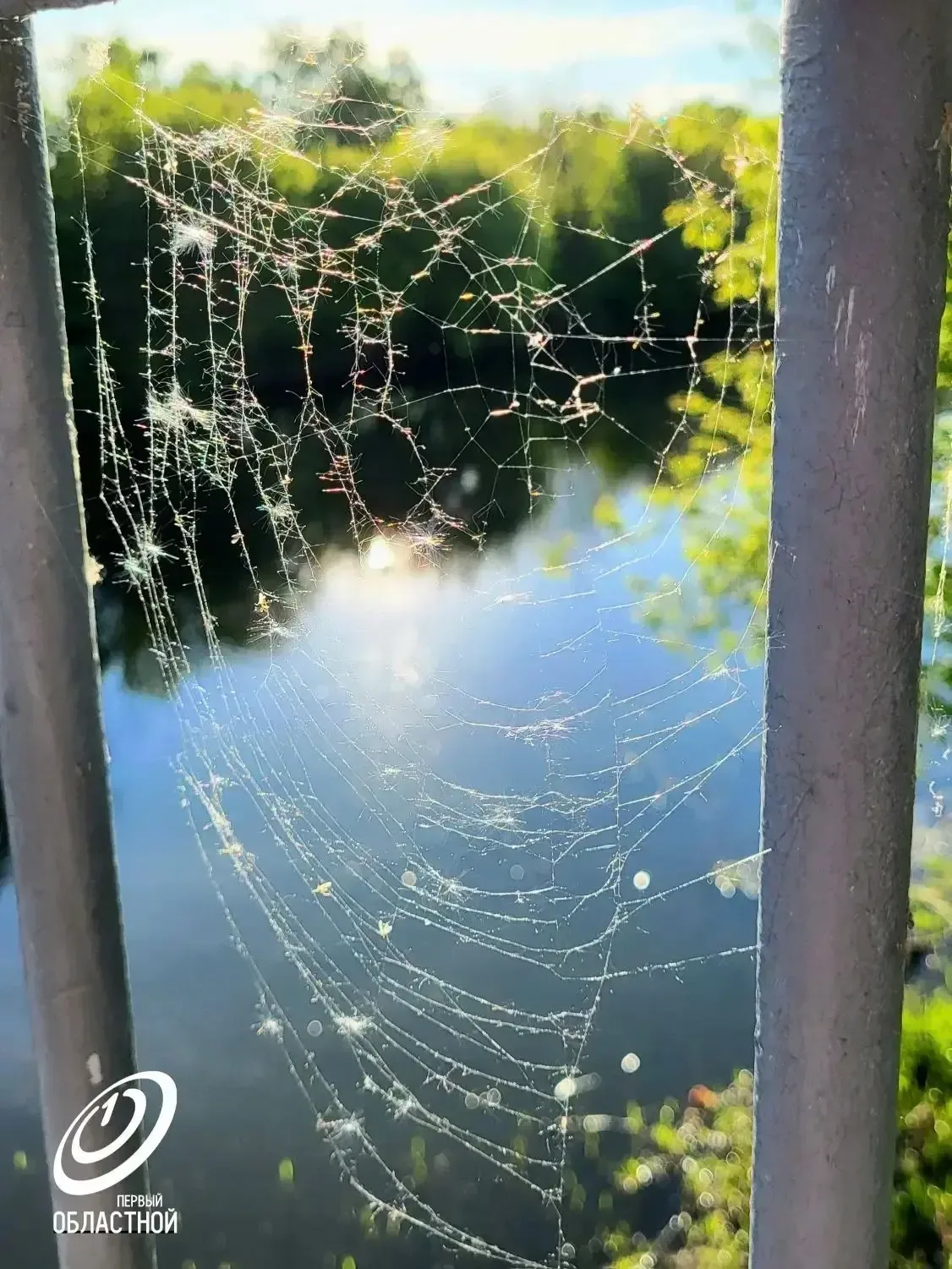 Синоптики обещают нам 30-градусную жару в ближайшие дни.🌞  В такую погоду хорошо прогуляться по Двор