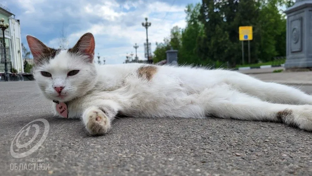 Тепло и дожди: такой будет погода в Орле в выходные.🌦️  Как рассказали орловские синоптики «Первому 