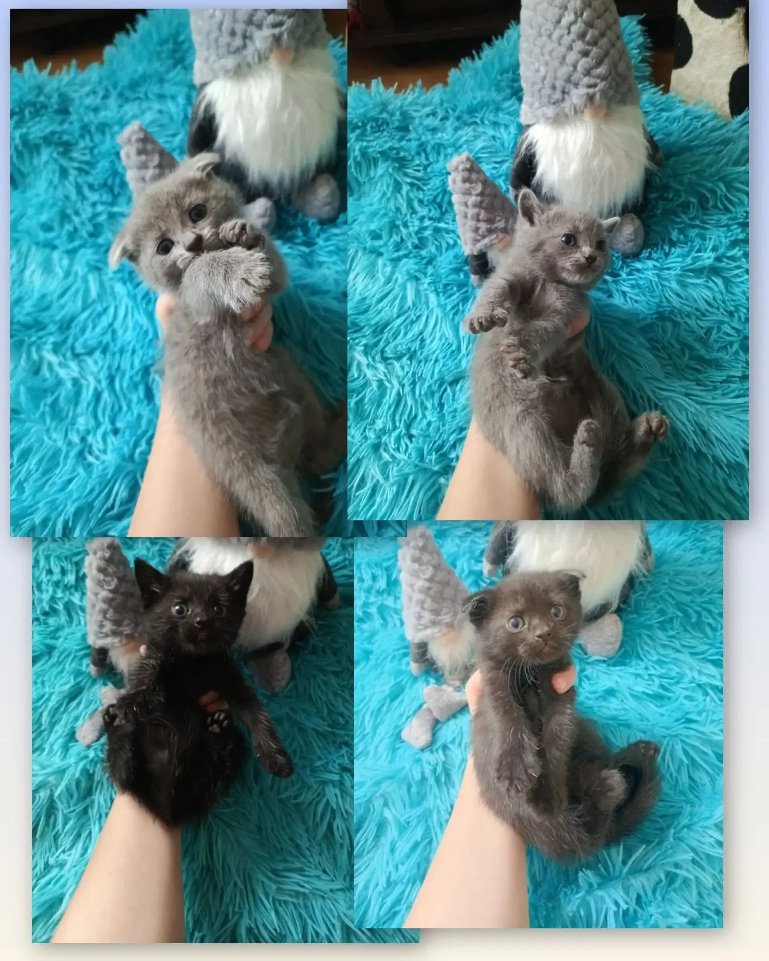 Котята в добрые руки, девочки, 2 вислоухие и 2 с обычными ушками, очень милые, обращаться по телефон