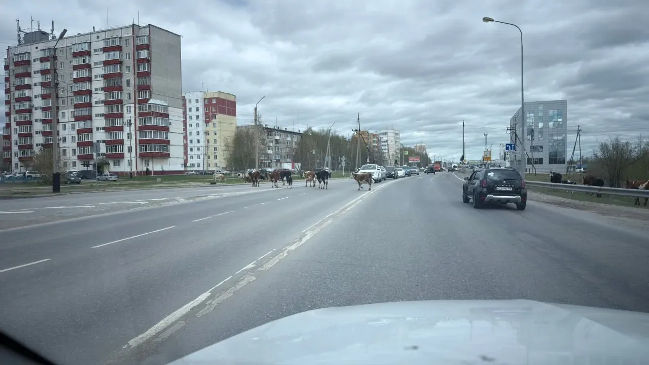 🐮 В Нефтеюганске борются с бесконтрольным выпасом коров.  👀 Город неожиданно превратился в большое п