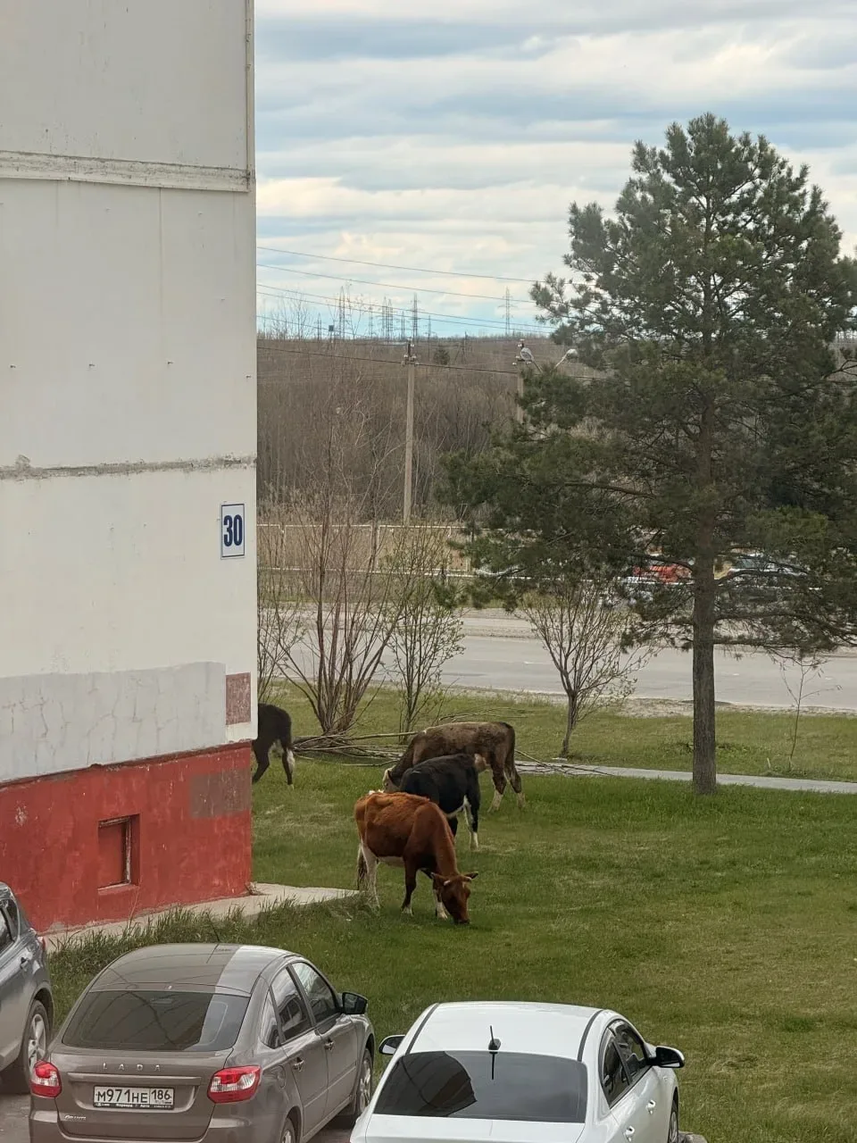 🐮 В Нефтеюганске борются с бесконтрольным выпасом коров.  👀 Город неожиданно превратился в большое п