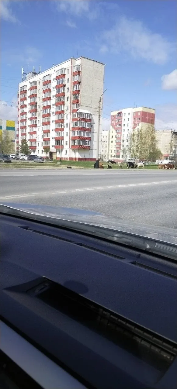 🐮 В Нефтеюганске борются с бесконтрольным выпасом коров.  👀 Город неожиданно превратился в большое п