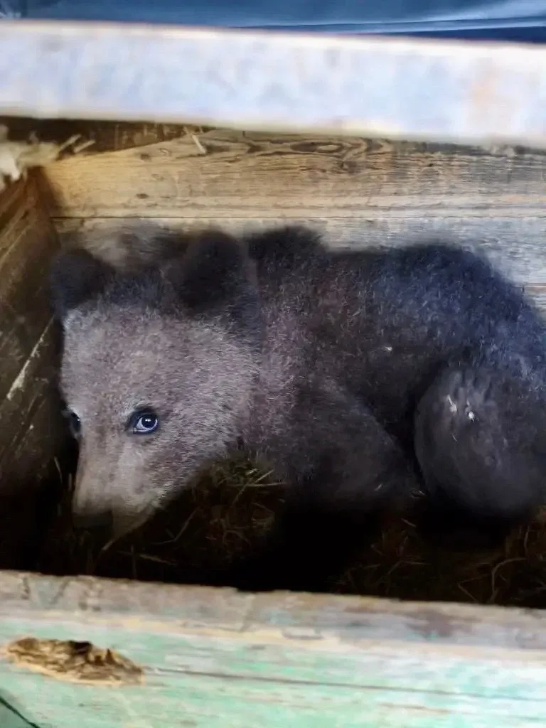 🐻В Усть-Куломском районе спасли медвежонка-сироту  Об этом сообщили в Минприроды Коми.  Местные жите