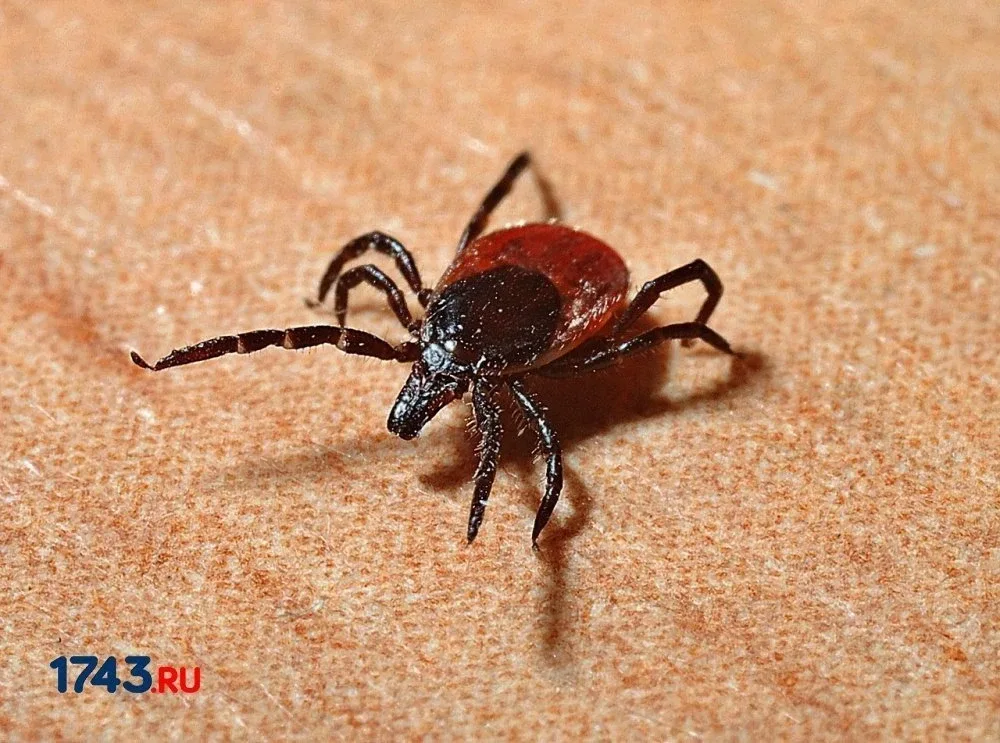 В Оренбуржье клещи покусали уже 667 человек  https://1743.ru/news/83804  Больше всего обращений заре