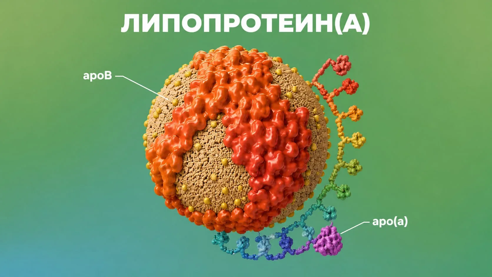 Выявлены уровни липопротеина(а), связанные с самым высоким сердечно-сосудистым риском  Липопротеин(а