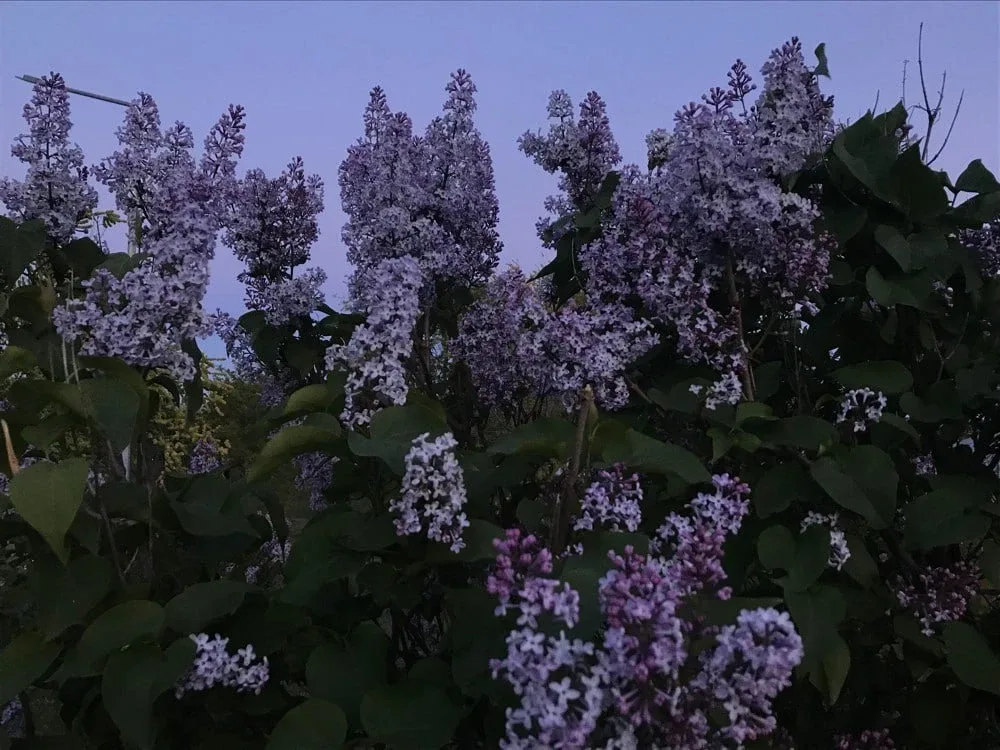 🌸 Сирень лучше не ставить в спальне  Специалисты предупреждают: сильный аромат сирени может вызывать