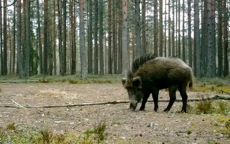 В Ленобласти заметили кабана с ирокезом 🐗  Во Всеволожском районе засняли молодого самца с оригиналь