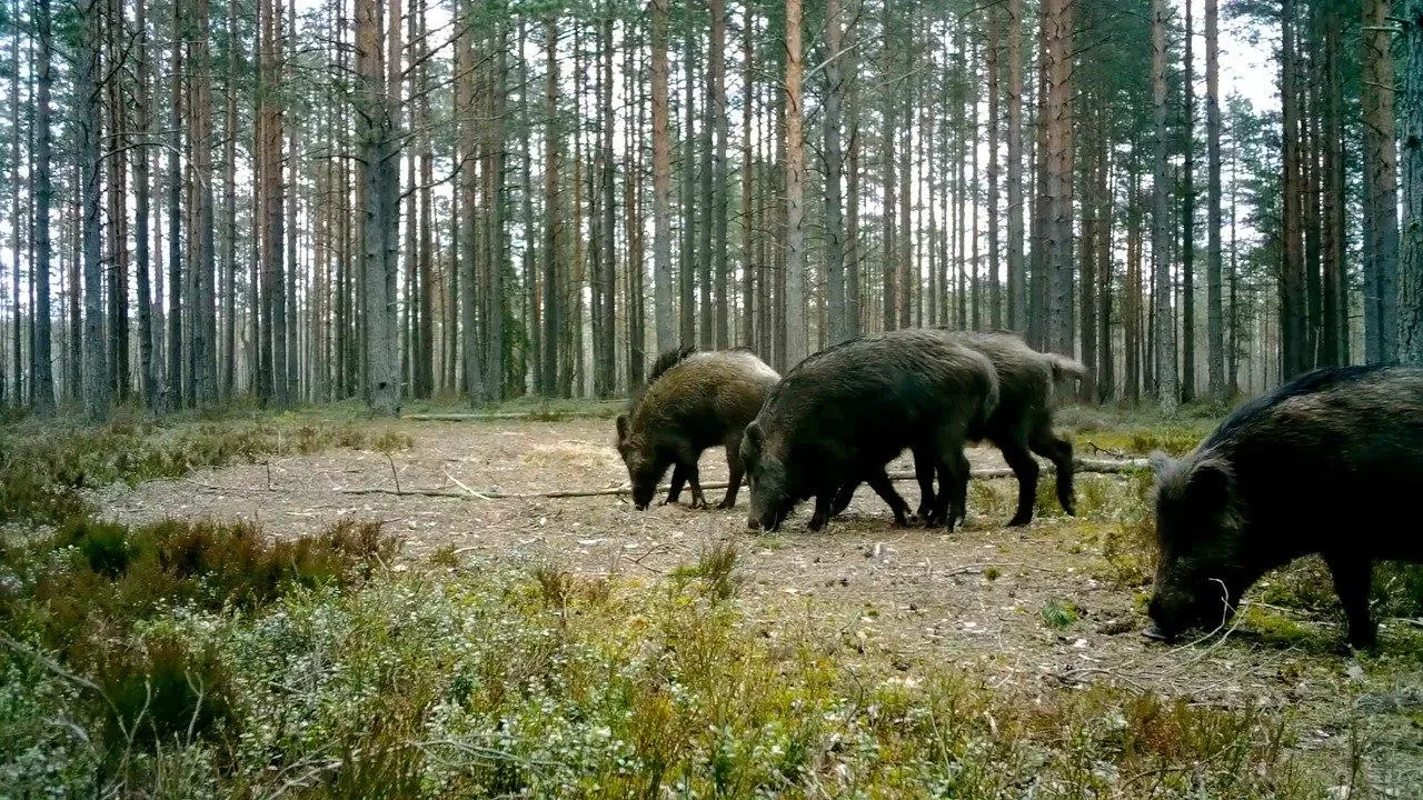 В Ленобласти заметили кабана с ирокезом 🐗  Во Всеволожском районе засняли молодого самца с оригиналь