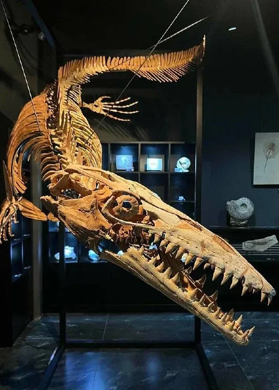 Музей для фанатов динозавров и окаменелостей 🦖  🗓️ Ср-Пт 11:00-19:00, Сб-Вс 11:00-20:00 📍 Большой пр