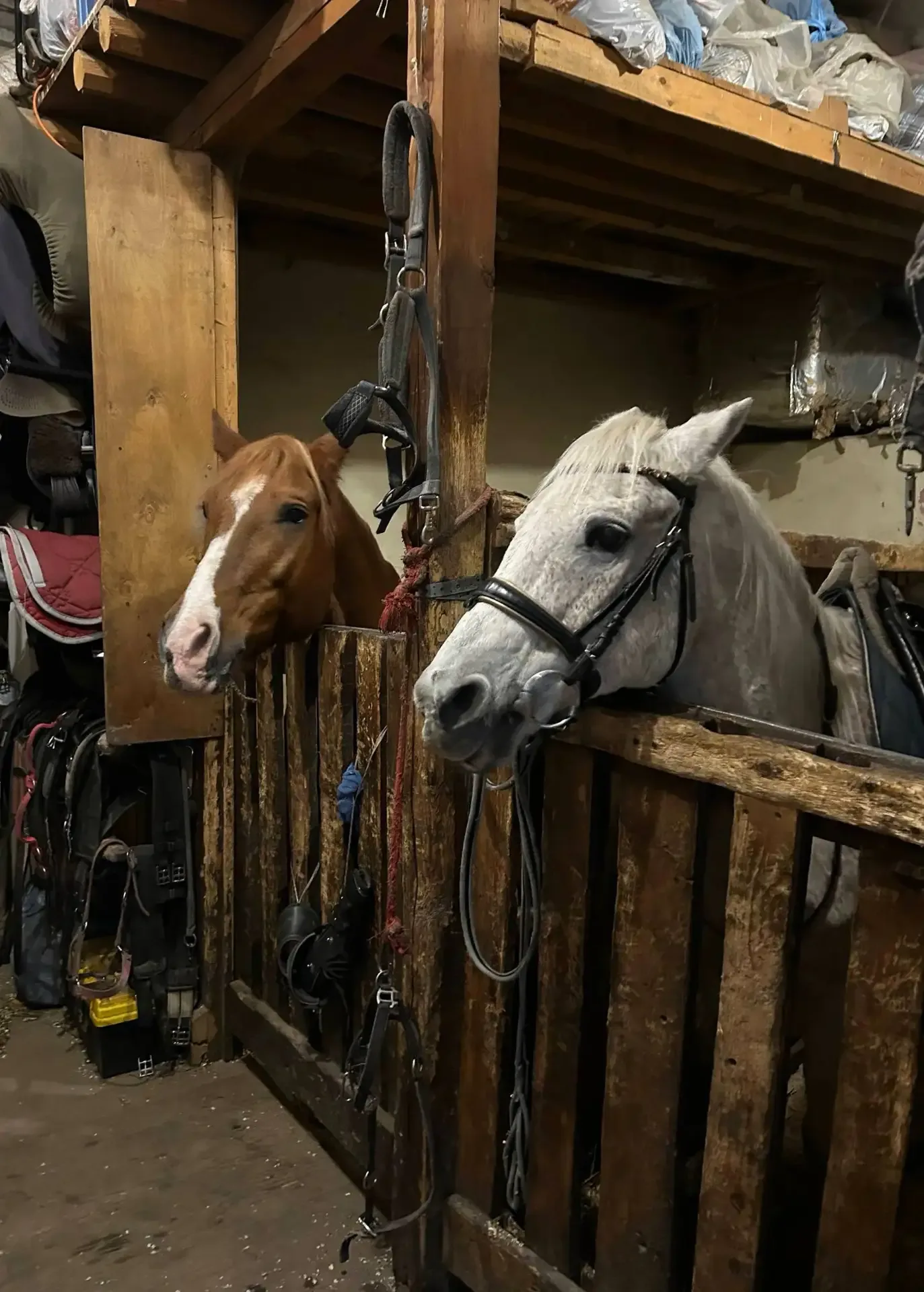Вы знали, что в Академии художеств живут лошадки? 🐎  📍 Академический сад  При Академии художеств в С