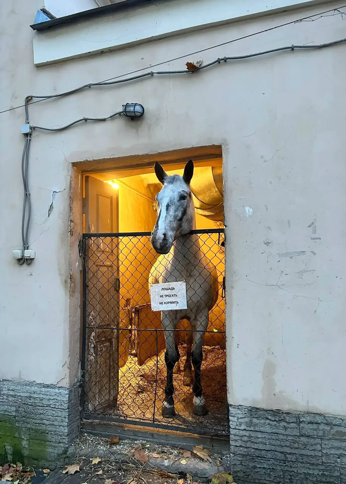 Вы знали, что в Академии художеств живут лошадки? 🐎  📍 Академический сад  При Академии художеств в С