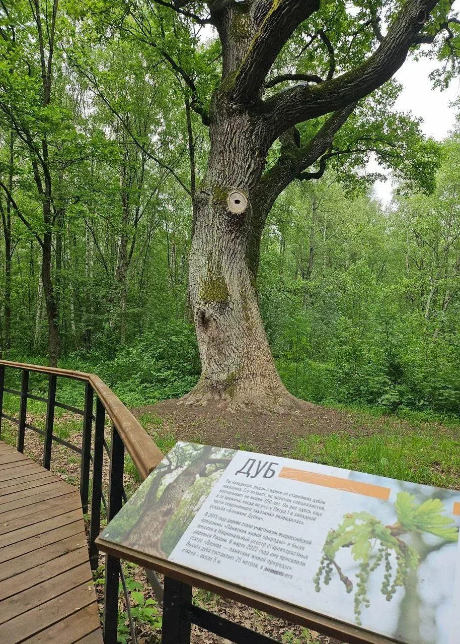 Экотропа со сказочными персонажами и старинными дубами 🌳  📍Парк Ближние Дубки  Ещё один замечательны