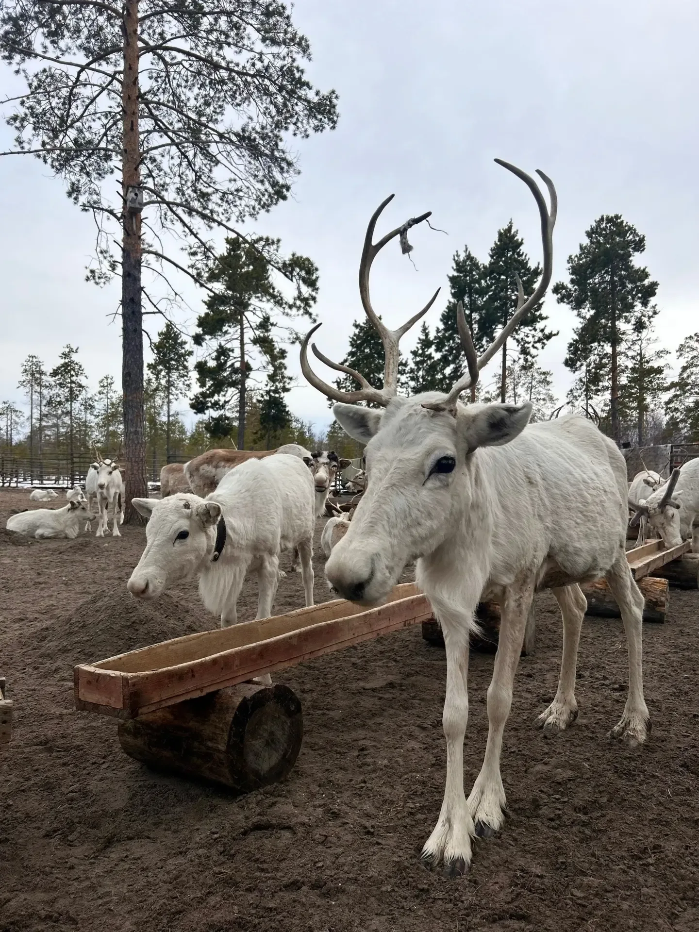 Северные красавцы😍  Фото: Стойбище ЮТЫ КАПИЯХА  Подписывайтесь на наш канал в МАКС https://vk.cc/cXe
