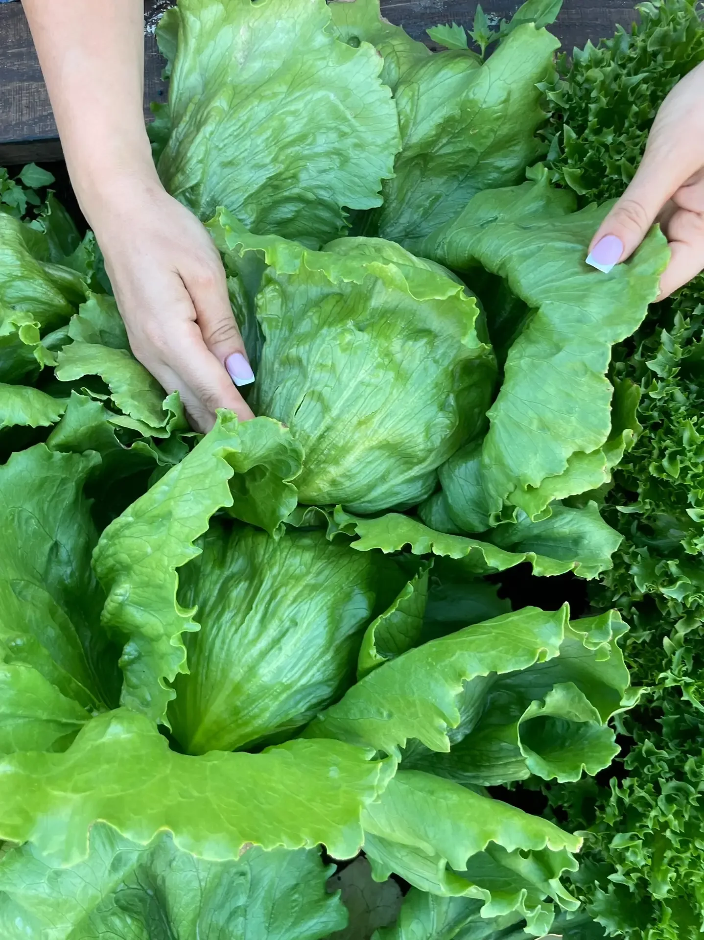 Что можно посеять из овощей и цветов сейчас🌿  Огурцы - в теплицу и для парников на улице. 20 дней и 