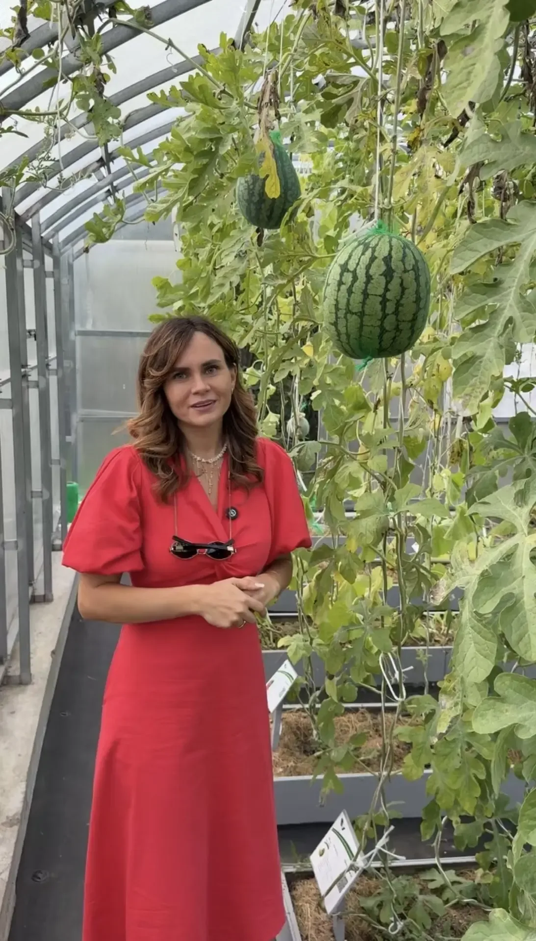 Что можно посеять из овощей и цветов сейчас🌿  Огурцы - в теплицу и для парников на улице. 20 дней и 