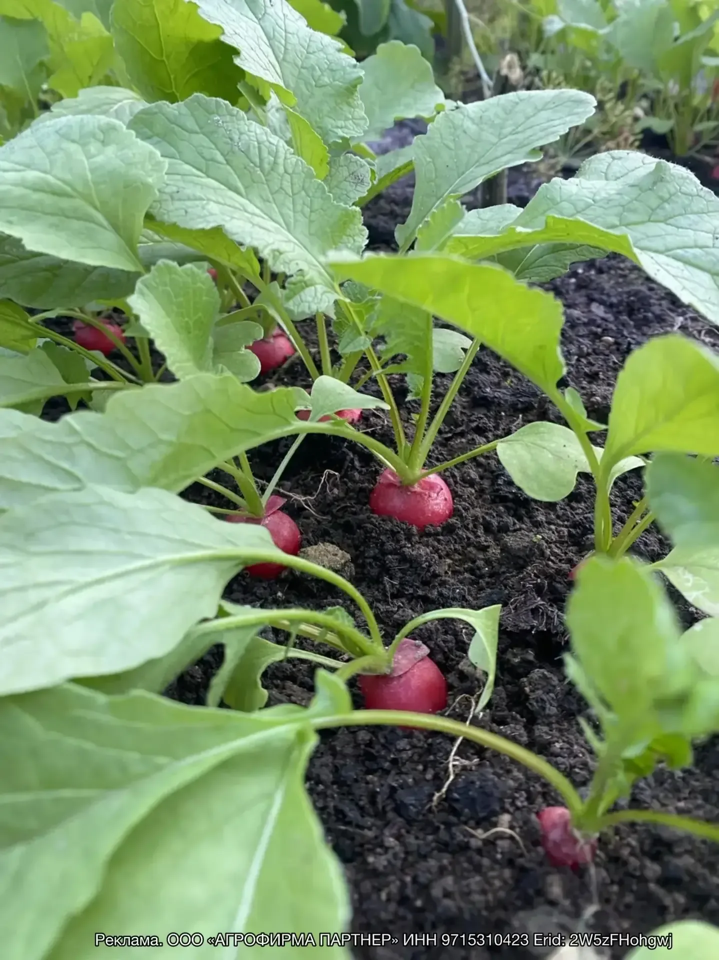Что можно посеять из овощей и цветов сейчас🌿  Огурцы - в теплицу и для парников на улице. 20 дней и 