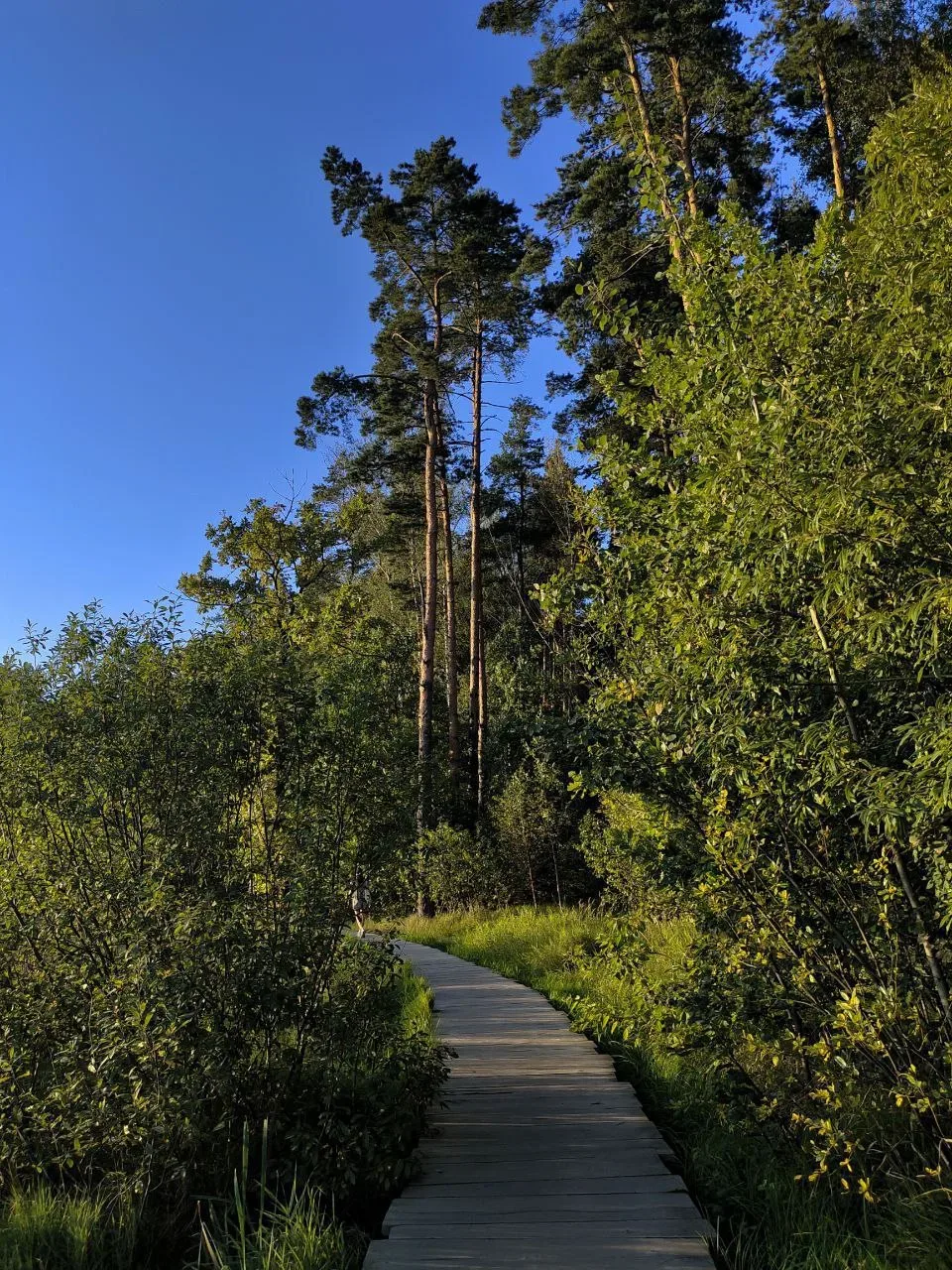 🌳  Парк Мещерский #ОдинцовскийГородскойОкруг  📌 Среди местных жителей ходят легенды о спрятанных кла