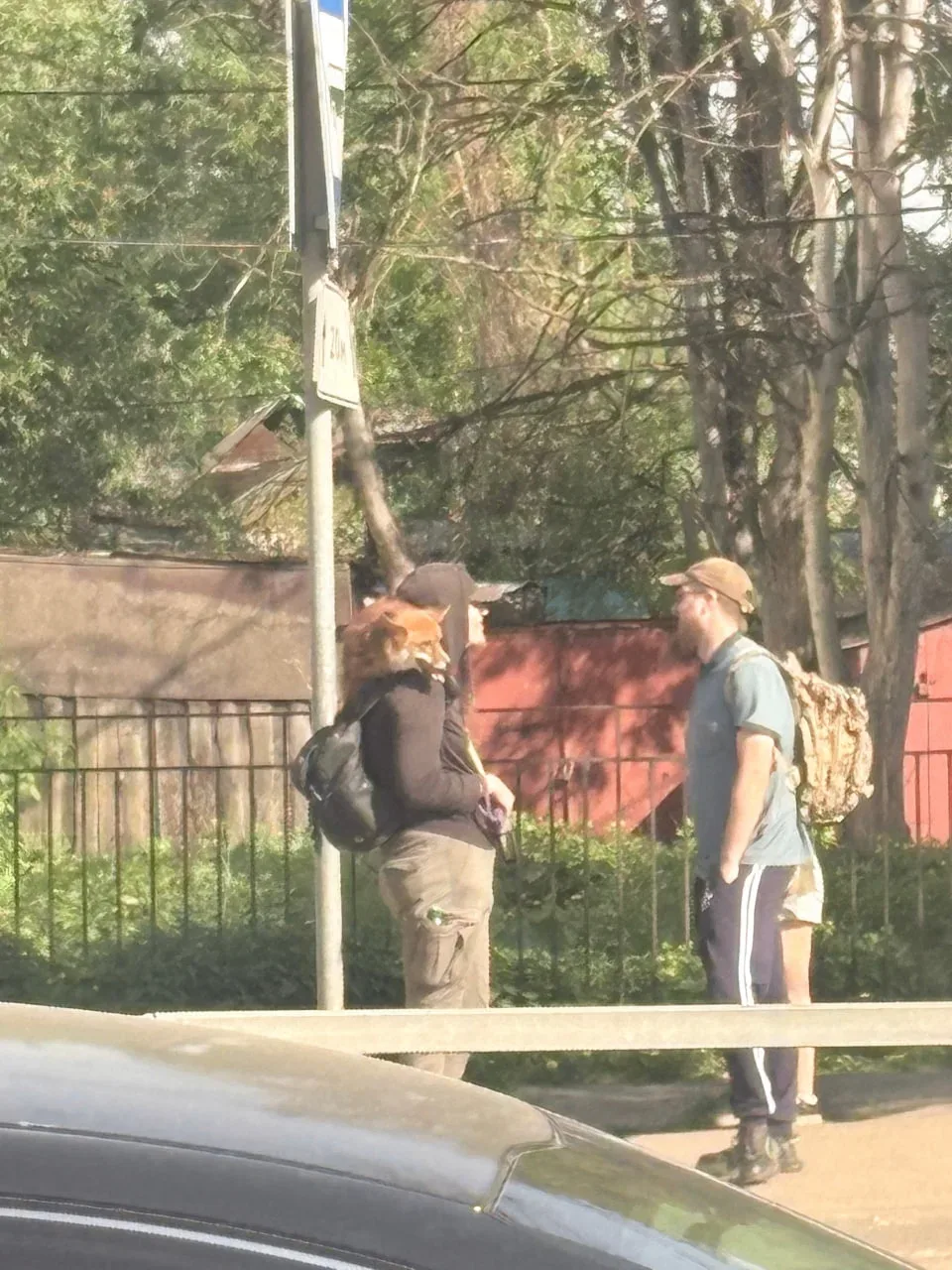 Cегодня видела на Красноборской лисичку с хозяином 😁спокойно сидит на шее, куда-то направились вмест
