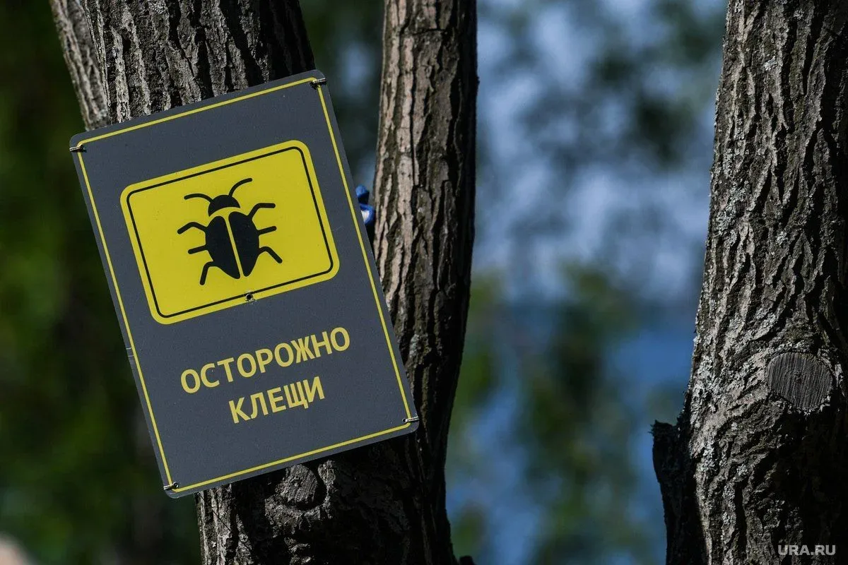 🕷 Всплеск активности клещей наблюдается в ХМАО  За медпомощью уже обратились более 150 человек из 16