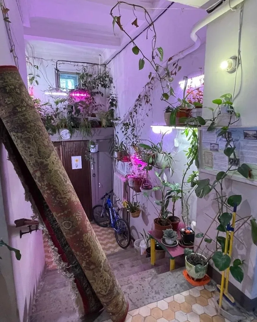 🌿 В одном из подъездов Кирова жильцы организовали свою оранжерею. Фото: Вятский коврочист