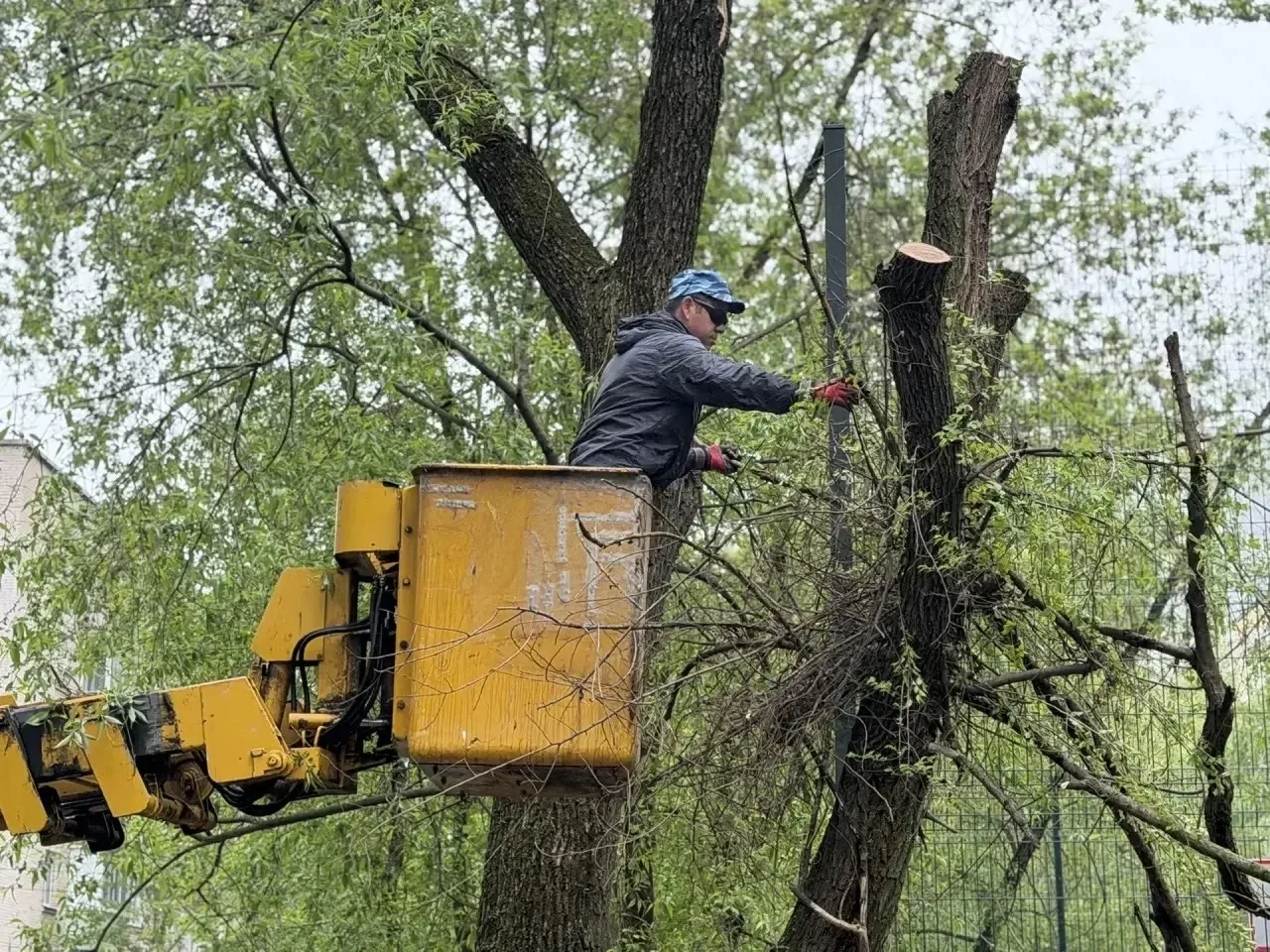 Люберцы | Малаховка | Томилино | Жуковский | Москва🏡  🌿 Плановые работы по кронированию деревьев про