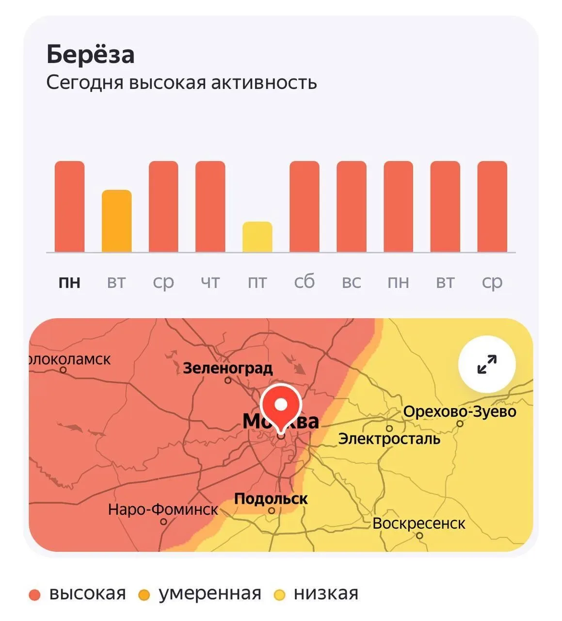 😮 Активное цветение берёзы началось в Московской области   Аллергики, держитесь.