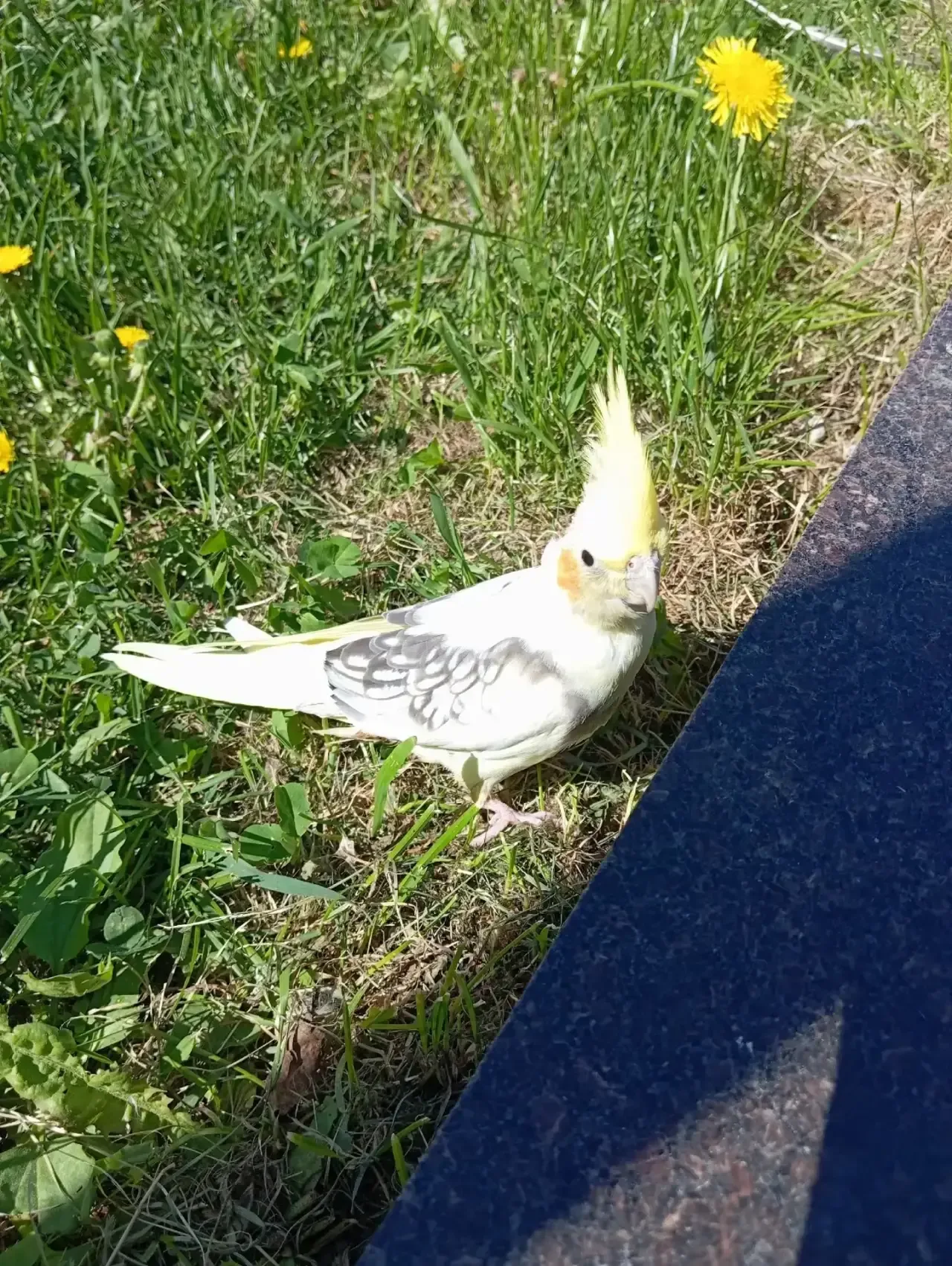 🦜 У фонтанов около ВИТ заметили попугая. Чей?