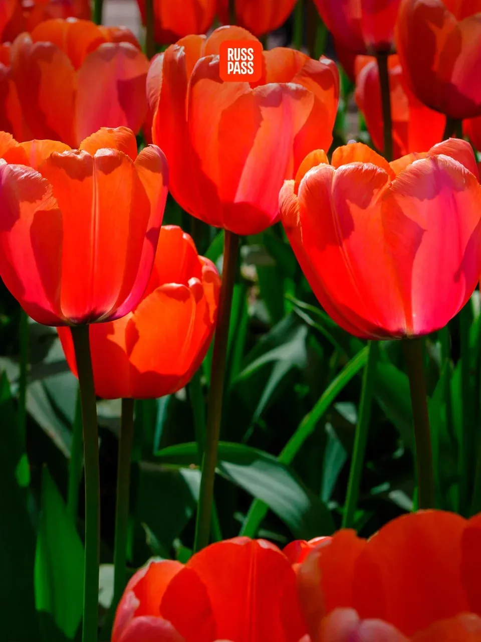 🌷 Каждому подписчику по красивому бутону, а лучше по целому тюльпановому полю! У RUSSPASS Журнала та