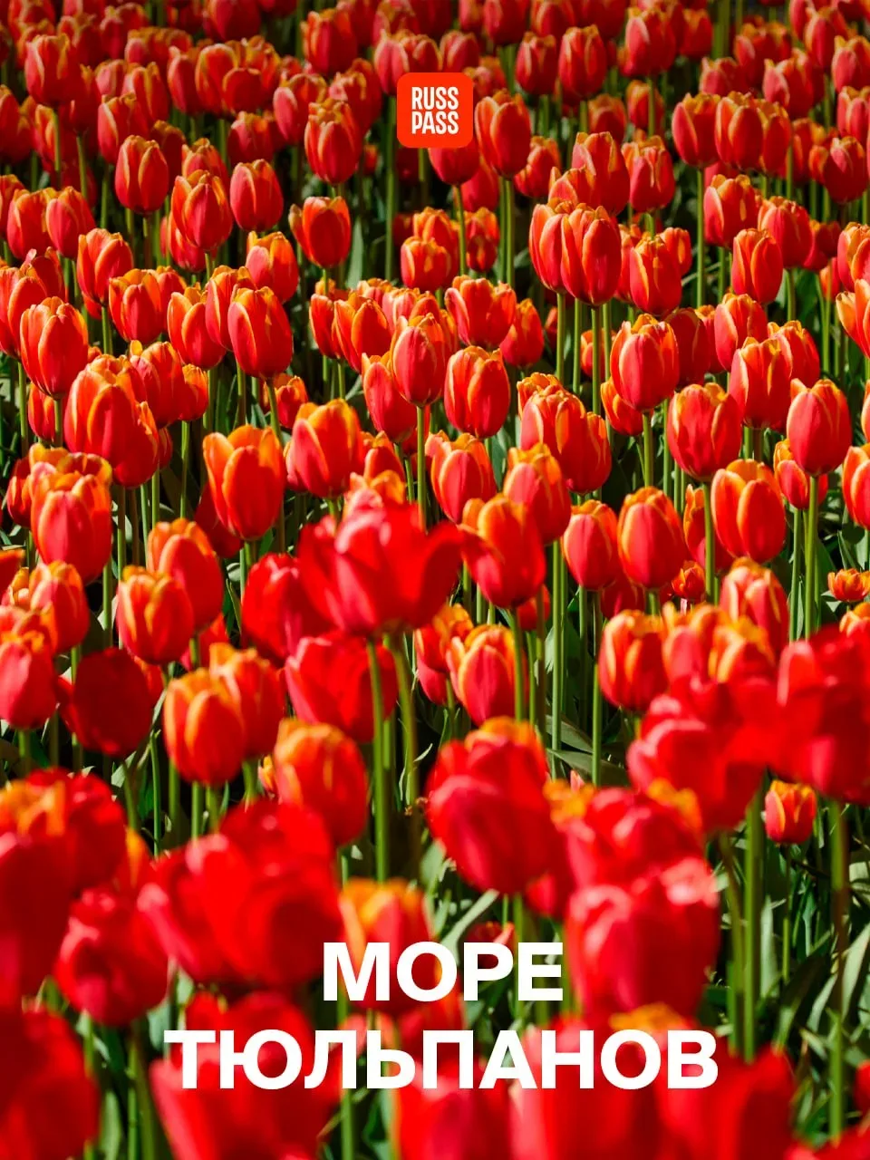 🌷 Каждому подписчику по красивому бутону, а лучше по целому тюльпановому полю! У RUSSPASS Журнала та