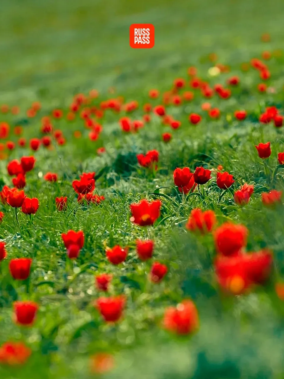 🌷 Каждому подписчику по красивому бутону, а лучше по целому тюльпановому полю! У RUSSPASS Журнала та