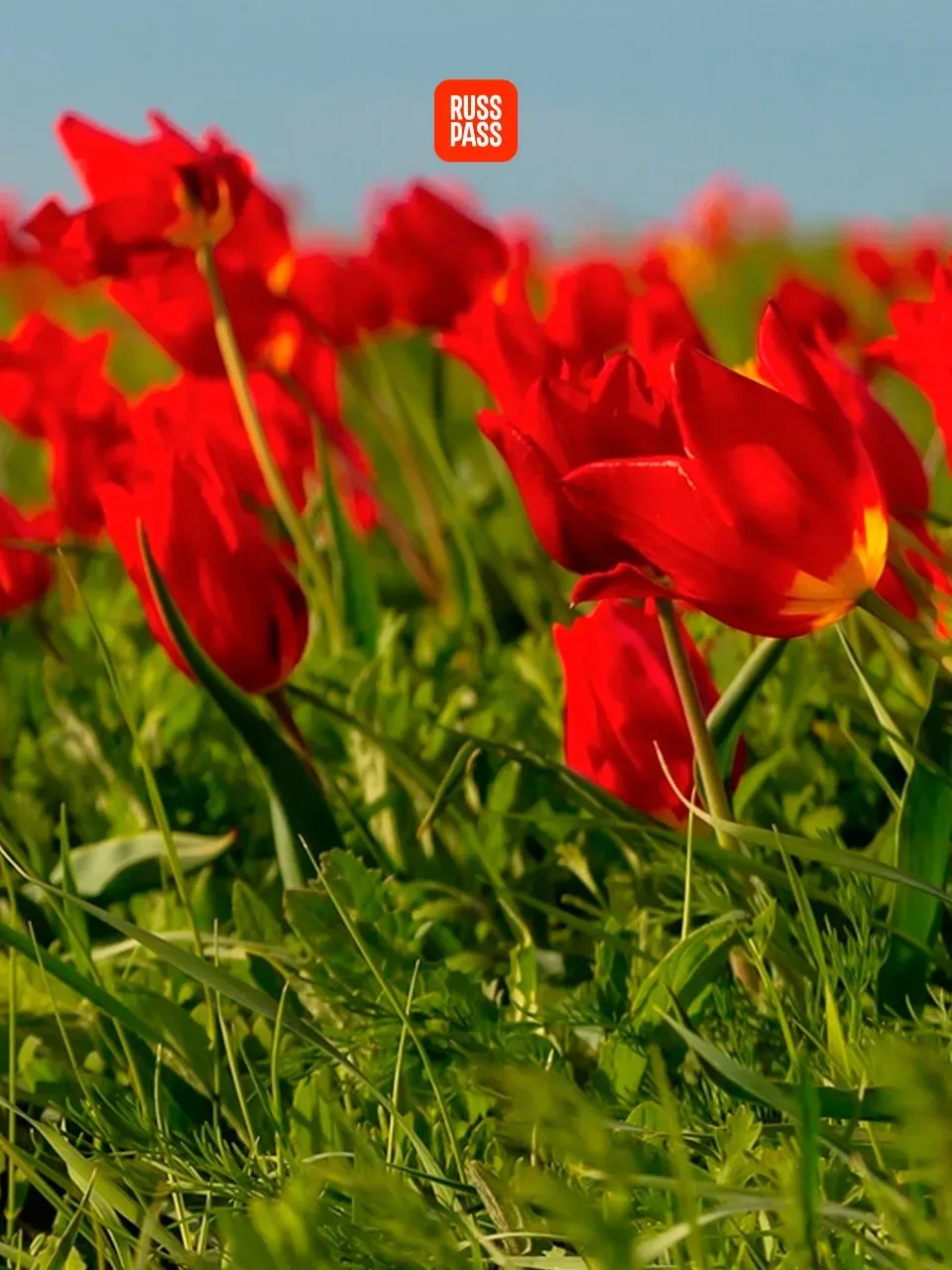 🌷 Каждому подписчику по красивому бутону, а лучше по целому тюльпановому полю! У RUSSPASS Журнала та