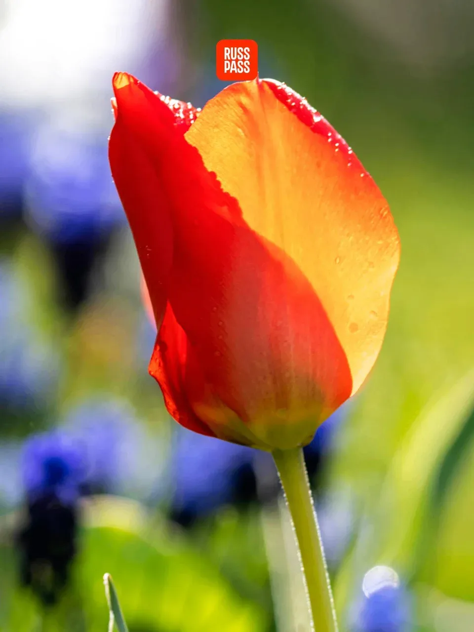 🌷 Каждому подписчику по красивому бутону, а лучше по целому тюльпановому полю! У RUSSPASS Журнала та