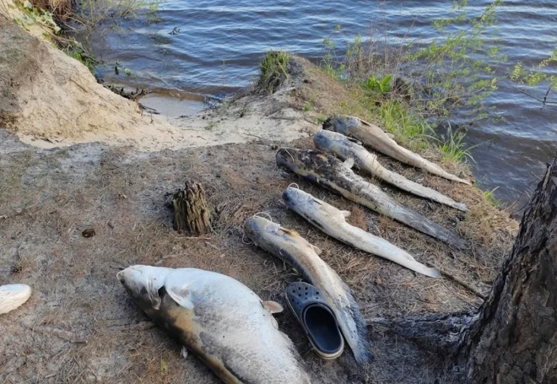 Пензенцы обеспокоены массовой гибелью рыбы в Сурском водохранилище   В комментариях на странице реги