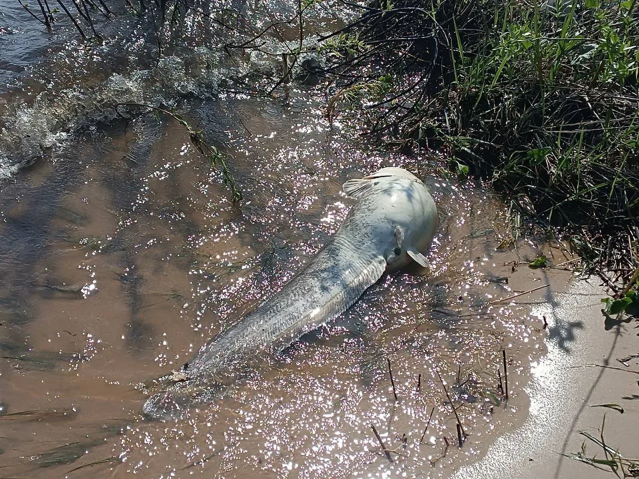 Пензенцы обеспокоены массовой гибелью рыбы в Сурском водохранилище   В комментариях на странице реги