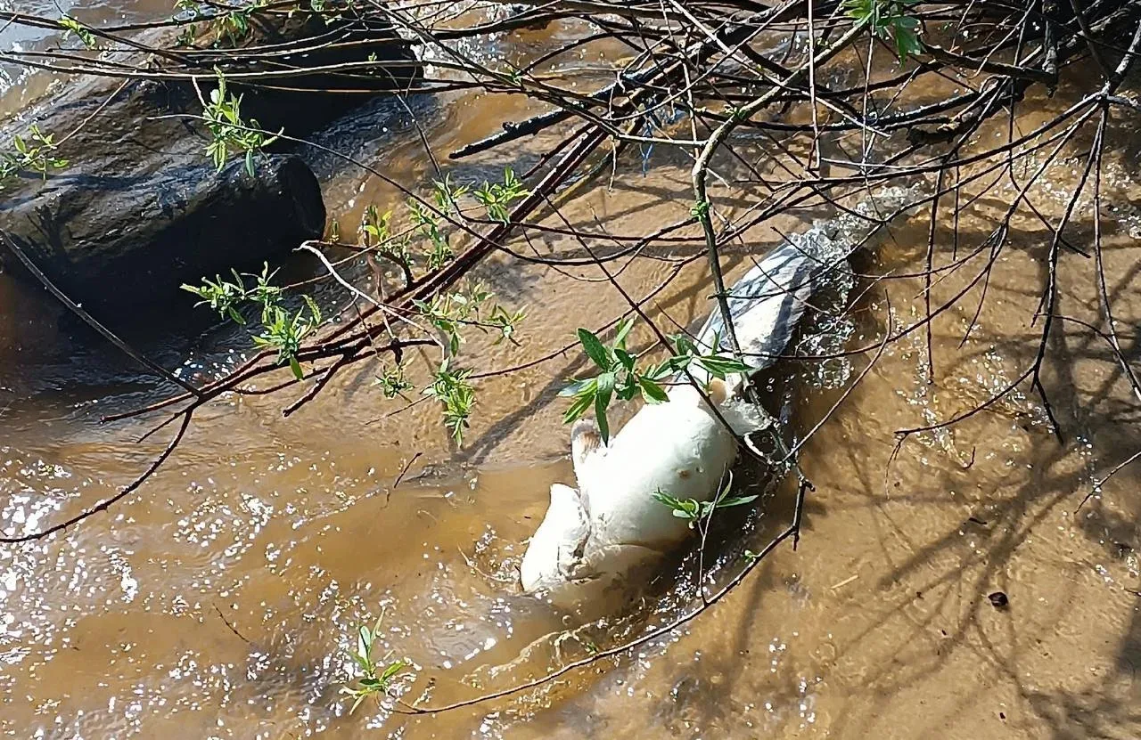 Пензенцы обеспокоены массовой гибелью рыбы в Сурском водохранилище   В комментариях на странице реги