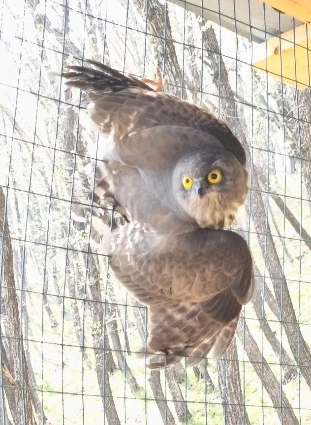 🦉Двух иглоногих сов выхаживают в Приморье: одна влетела в стекло, на другую напали вороны  В центр р
