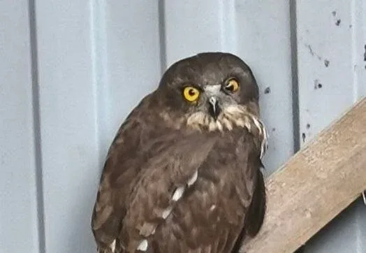 🦉Двух иглоногих сов выхаживают в Приморье: одна влетела в стекло, на другую напали вороны  В центр р