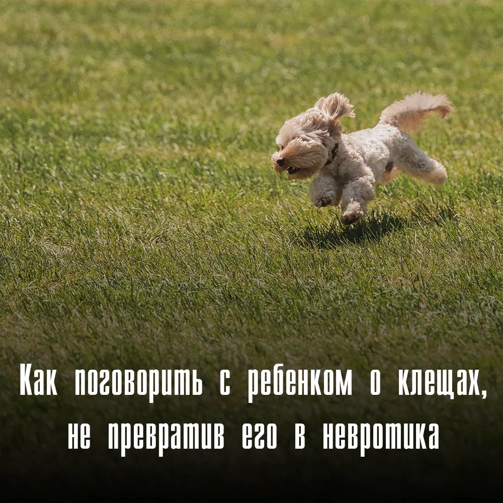 Как поговорить с ребенком о клещах, не превратив его в невротика  Интернет гудит: клещи разбушевалис