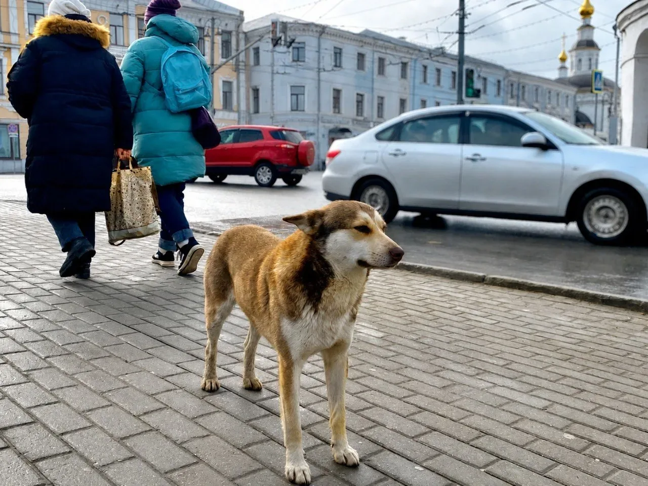 Во Владимире объявили контракт на отлов бездомных животных.  Городская администрация объявила закупк