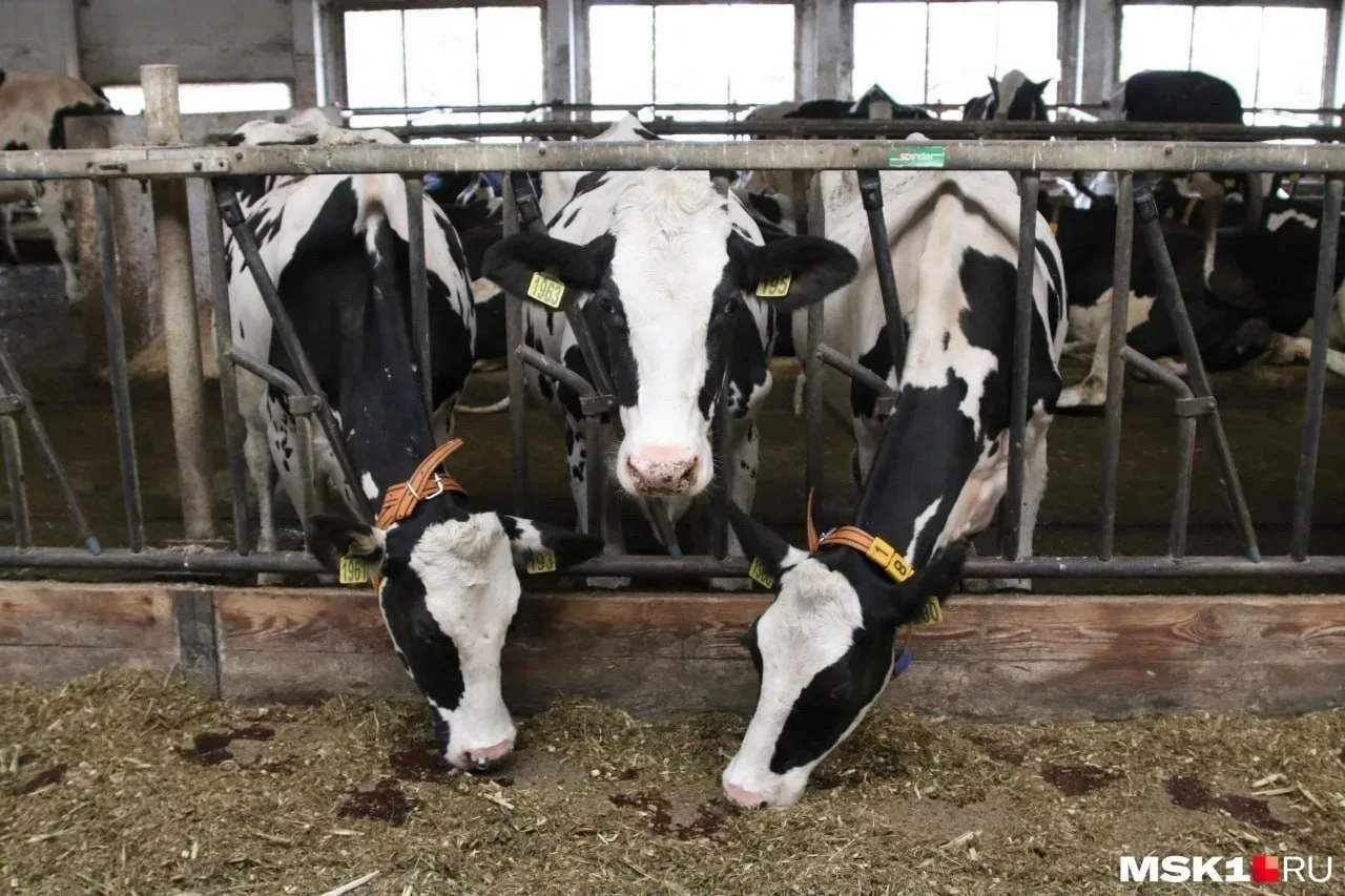 🐄 Губернатор Кузбасса подтвердил массовый забой скота на ферме «СДС»  Глава региона Илья Середюк зая